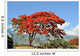 Flamboyant De La Runion Wall Mural