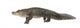 American Alligator 30 Years - Alligator Mississippiensis Wall Decal