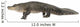 American Alligator 30 Years - Alligator Mississippiensis Wall Decal