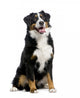 Bernese Mountain Dog Wall Decal
