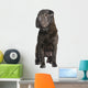 Black Sharpei Dog Wall Decal