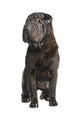 Black Sharpei Dog Wall Decal