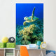 Hawksbill Turtle Wall Mural
