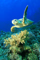 Hawksbill Turtle Wall Mural