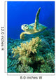 Hawksbill Turtle Wall Mural