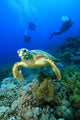 Hawksbill Turtle and Scuba Wall Mural