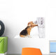 Veterinarian examining beagle dog Wall Decal