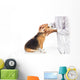 Veterinarian examining beagle dog Wall Decal