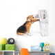 Veterinarian examining beagle dog Wall Decal