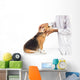 Veterinarian examining beagle dog Wall Decal
