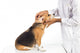 Veterinarian examining beagle dog Wall Decal