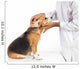 Veterinarian examining beagle dog Wall Decal