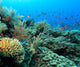 Indo Pacific Coral Reef Wall Decal