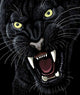 Angry Panther Wall Decal