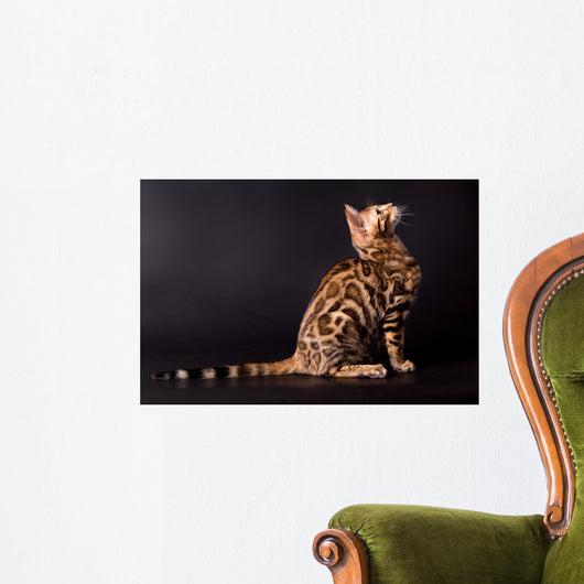 Bengal cat on a black background  Wall Mural