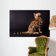 Bengal cat on a black background  Wall Mural