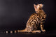 Bengal cat on a black background  Wall Mural
