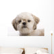 Shih Tzu Puppy Wall Decal