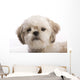 Shih Tzu Puppy Wall Decal