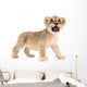 baby lion isolated on white background Wall Decal