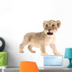 baby lion isolated on white background Wall Decal