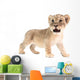 baby lion isolated on white background Wall Decal