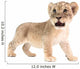 baby lion isolated on white background Wall Decal