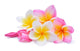 Multi-colored Frangipani Plumeria Flowers Wall Decal