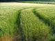 Crop Tracks Wall Decal