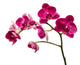 Deep Red Orchid Flowers Wall Decal