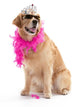Diva Golden Retriever Wall Decal