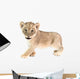 baby lion isolated on white background Wall Decal