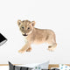 baby lion isolated on white background Wall Decal