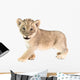 baby lion isolated on white background Wall Decal