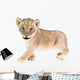 baby lion isolated on white background Wall Decal