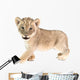 baby lion isolated on white background Wall Decal