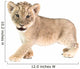 baby lion isolated on white background Wall Decal