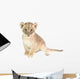baby lion isolated on white background Wall Decal