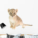 baby lion isolated on white background Wall Decal