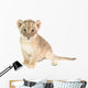 baby lion isolated on white background Wall Decal