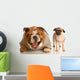 Bulldog Laughing at Pug Puppy Wall Decal