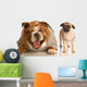 Bulldog Laughing at Pug Puppy Wall Decal