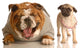 Bulldog Laughing at Pug Puppy Wall Decal