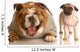 Bulldog Laughing at Pug Puppy Wall Decal