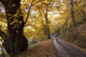 Chestnut Bierzo Wall Decal