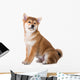 adorable red shiba inu puppy Wall Decal