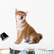 adorable red shiba inu puppy Wall Decal