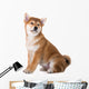 adorable red shiba inu puppy Wall Decal
