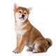 adorable red shiba inu puppy Wall Decal