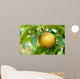 Olympic Asian Pear Tree Wall Mural